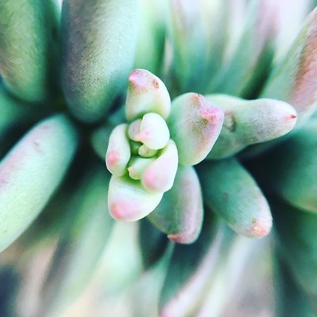 #spring #succulents