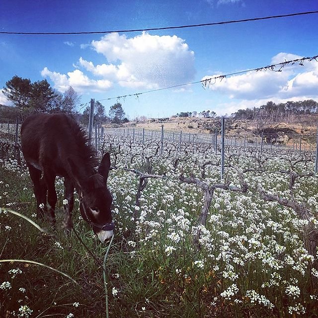 #donkey in the #printemps #spring #vines near #montfortsurargens