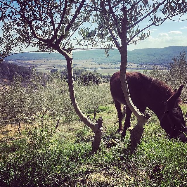 #donkey #hike / #walk / #eat above #montfortsurargens @maisonlambot