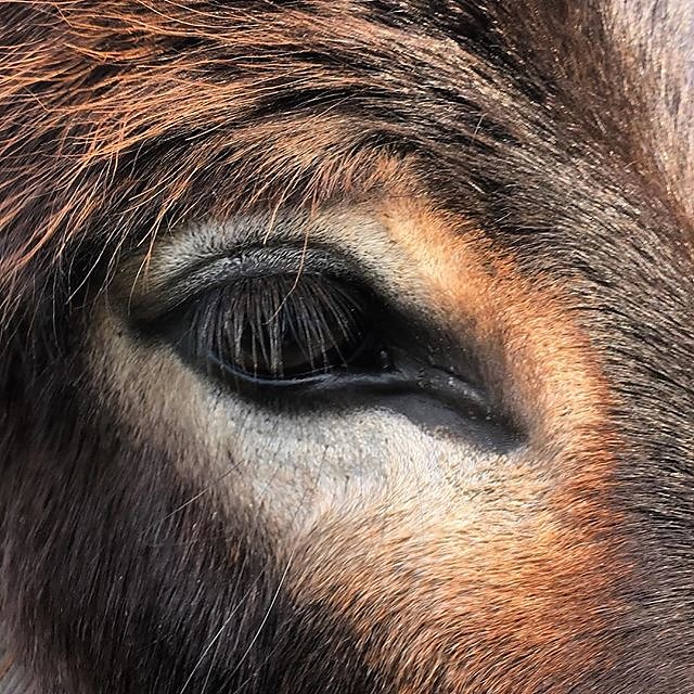 Yeti #donkey eye