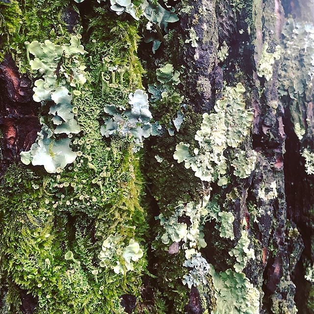 #rainyday #moss #lichen #bark #trees