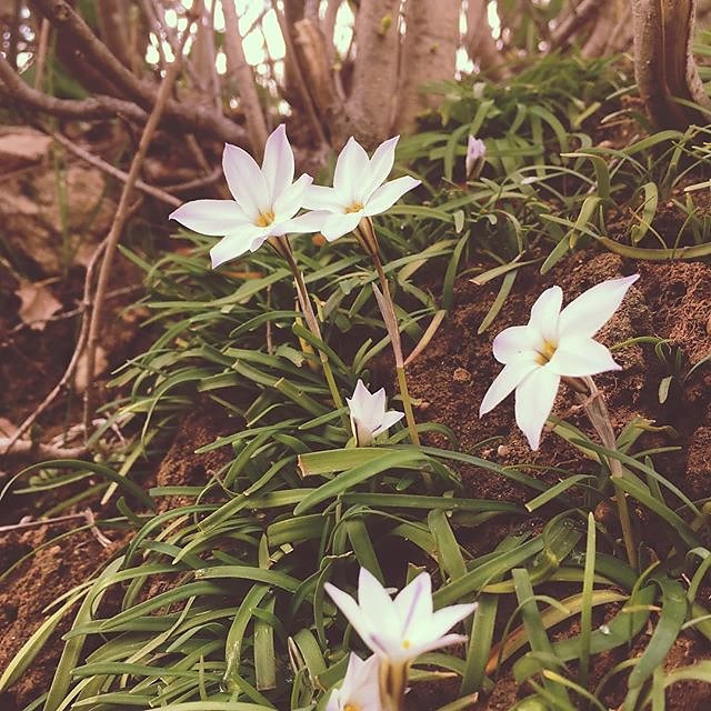 #pretty #spring #flowers #provence
