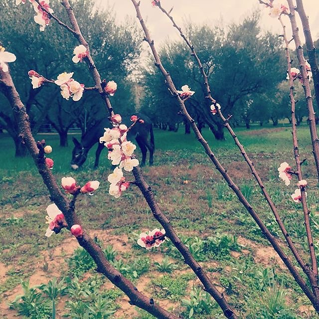 #spring #blossom #donkey #olivegarden @maisonlambot #provence