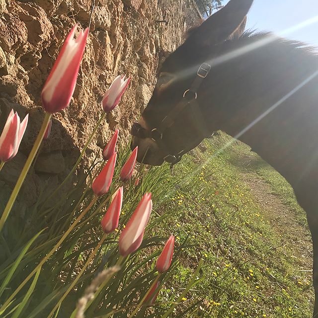 #tulips #spring #donkey @maisonlambot
