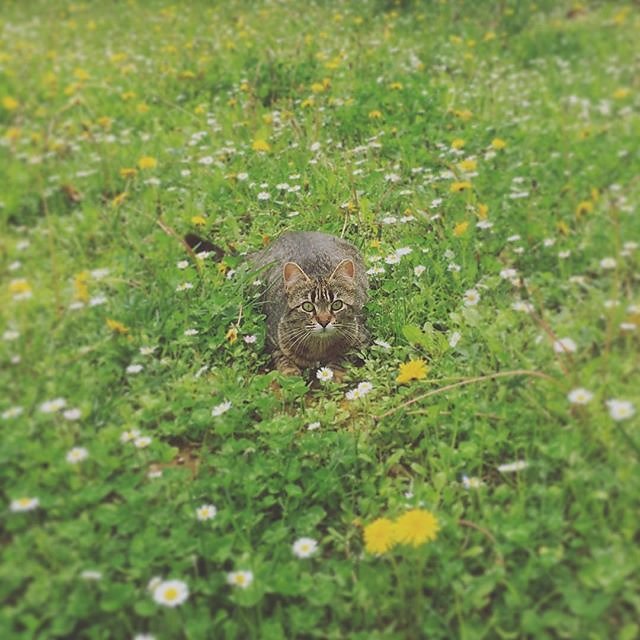 #meadow #kitten @maisonlambot #provence #spring
