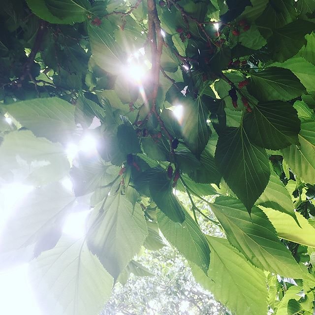 #mulberry #mulberrytree #provenceverte #provence #var #sundayhike @maisonlambot