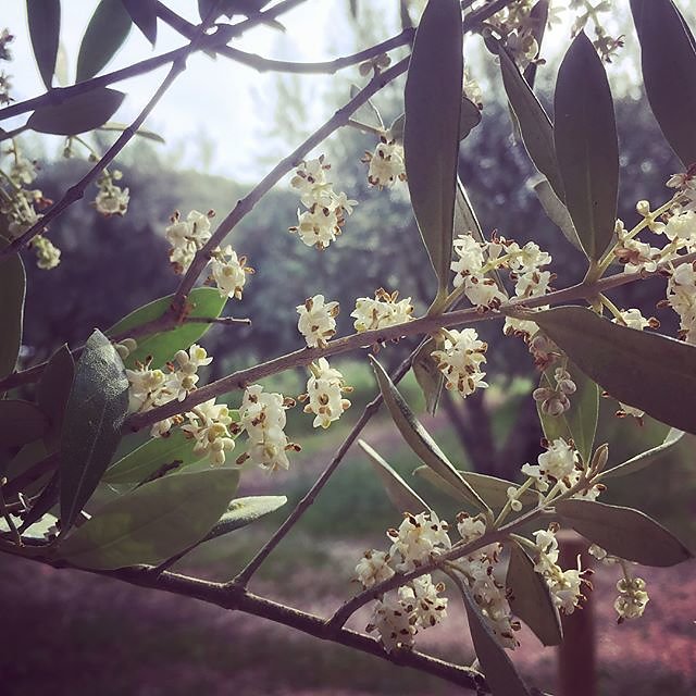 #olivegarden #olivegrove #blossom #blossoms @maisonlambot