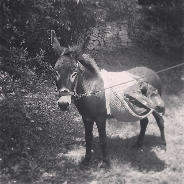 #gardening #donkey @maisonlambot