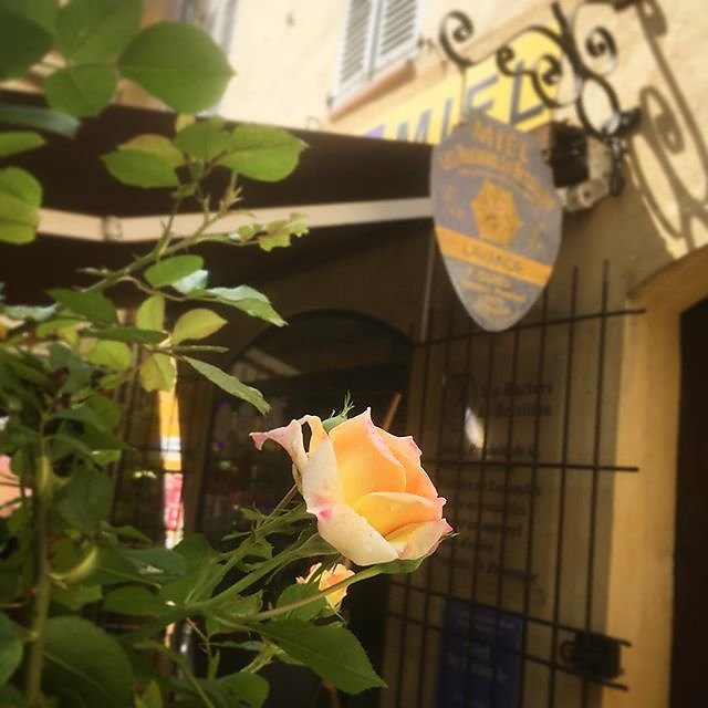 #cotignac #roses near the #honey shop