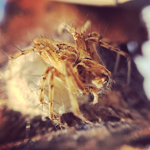 #spider #macro #oloclip #provence