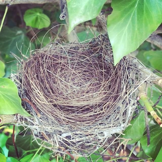 #birdsnest made from donkey tail hair @maisonlambot #provence