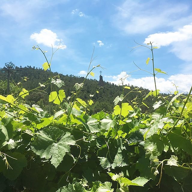#correns #vines #vineyard #croixbasson #croixdebasson #vignerons #vigneronsdecorrens #saturdayhike #provence