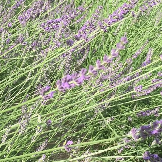 #bees making #lavenderhoney #honey in the #lavender next to the #swimmingpool @maisonlambot #provence #france #miel #lavande #montfortsurargens