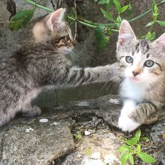 #kittens #kittensofinstagram #kittensforsale #tabbykitten #tabbycat #tabbycats #provence @maisonlambot