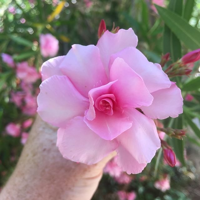 #azalea #azaleas #pretty in #pink @maisonlambot #provence #provenceverte