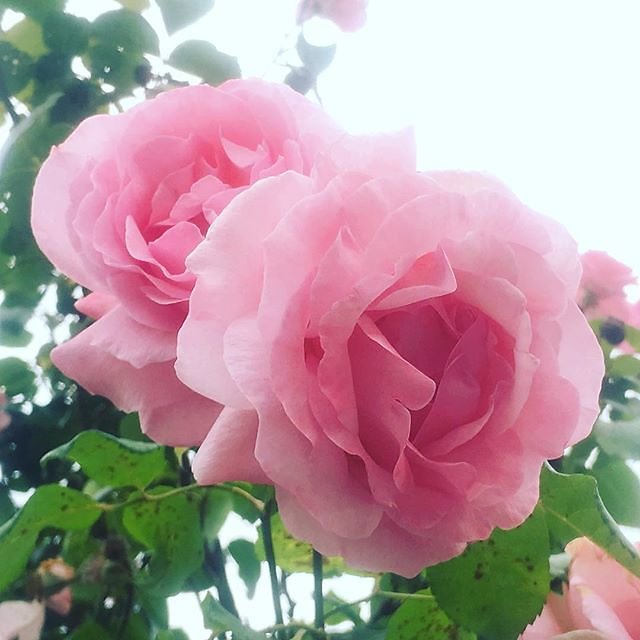 #pretty #pink #roses #provenceverte