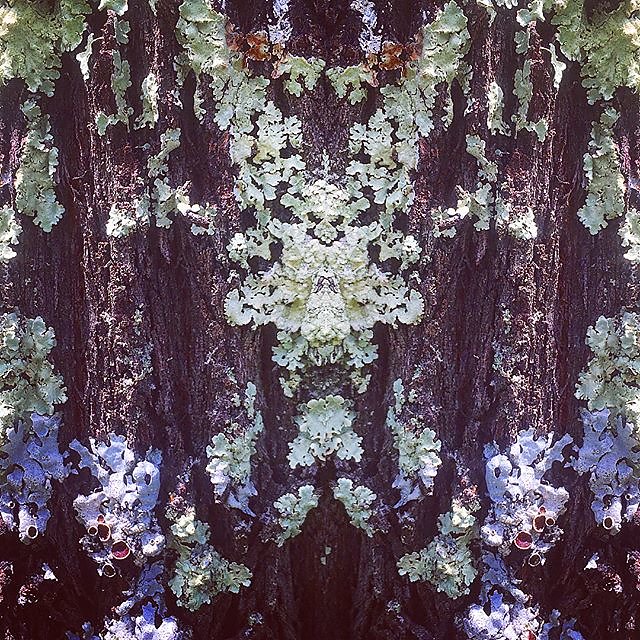 #lichen #art #provence #provenceverte #pleinair #artcourses