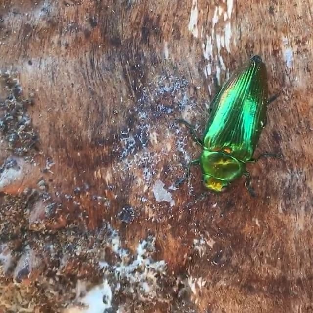 #shiny #green #beetle #provence