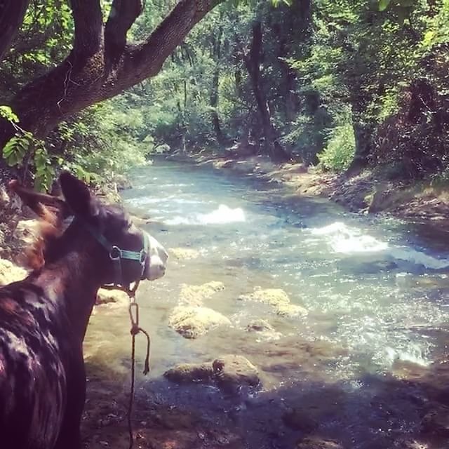 #donkey #donkeyoftheday #provenceverte