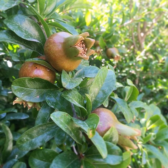 #pomigranate #provence