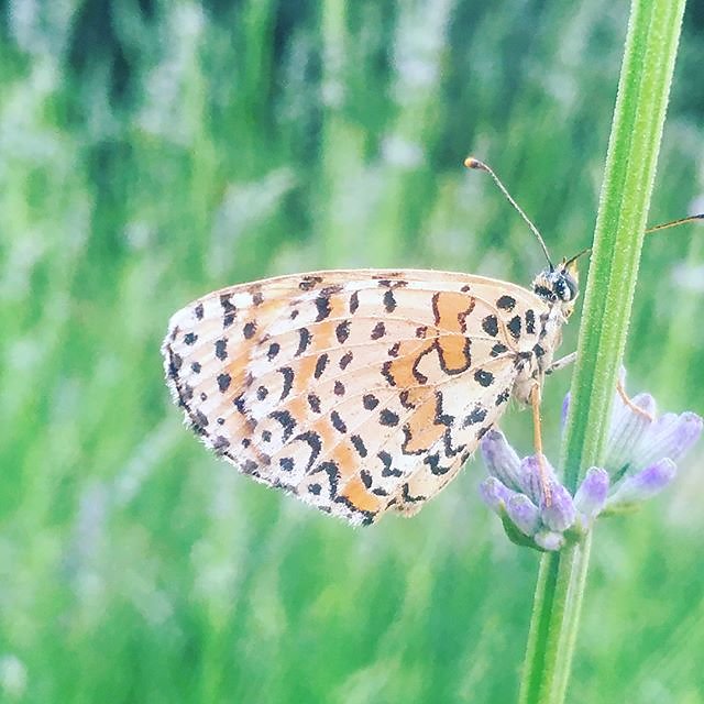 #butterfly #papillon #farfalla @maisonlambot #lavender