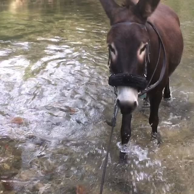 #donkey #rivercrossing