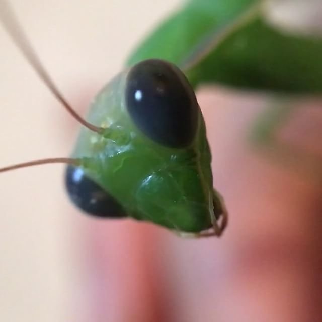 #preyingmantis #provence #macro